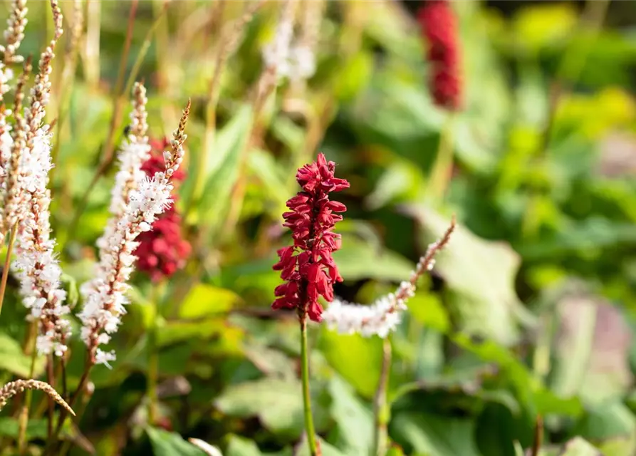 Bistorta amplexicaulis