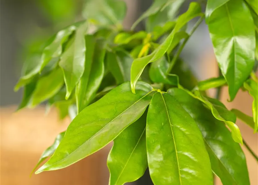 Castanospermum australe