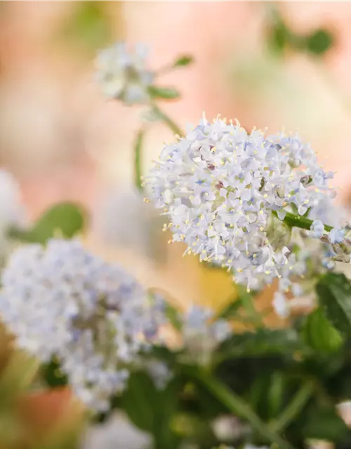 Ceanothus thyrsiflorus