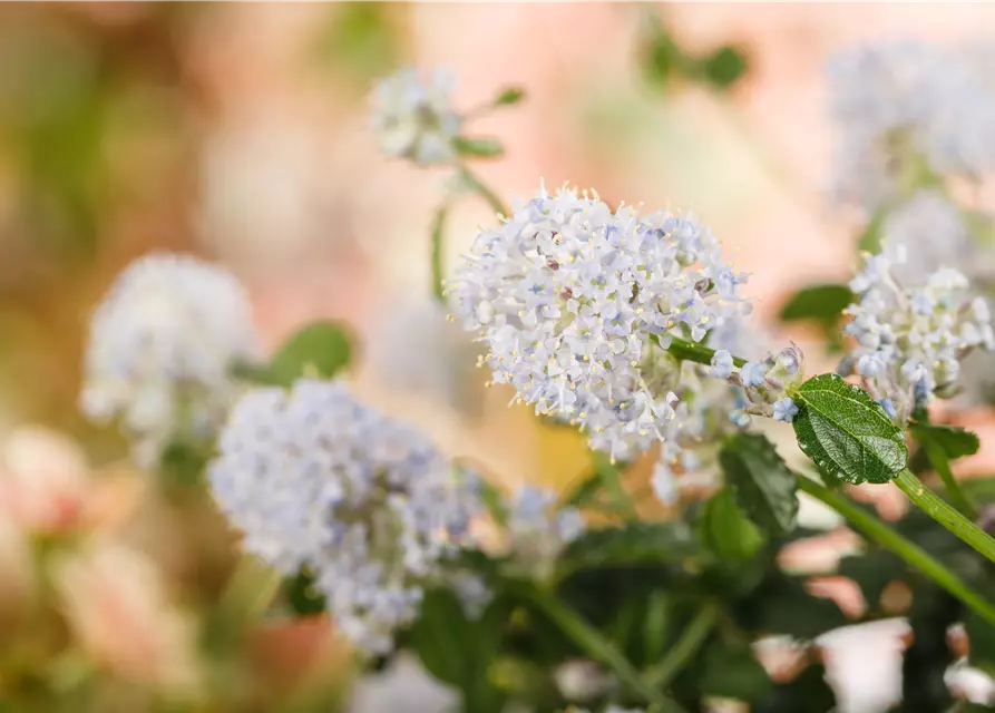 Ceanothus thyrsiflorus