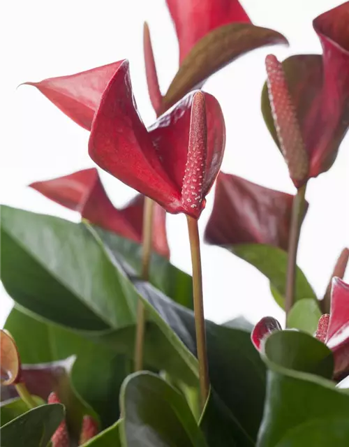 Anthurium x andreanum