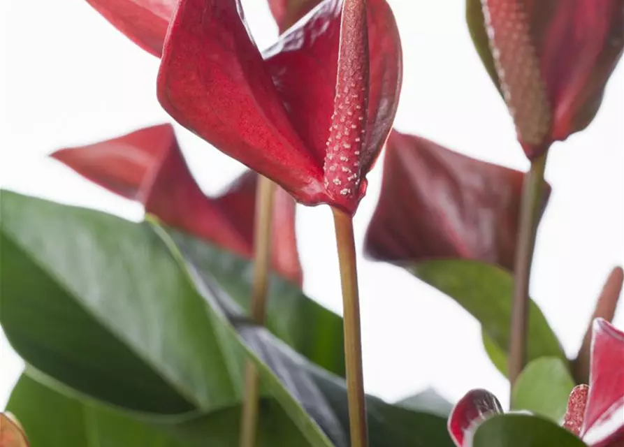 Anthurium x andreanum