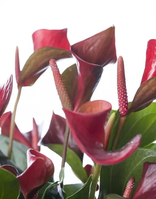 Anthurium x andreanum