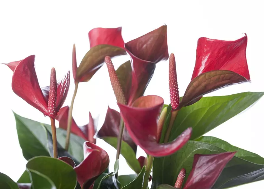 Anthurium x andreanum