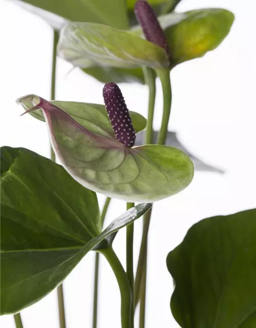 Anthurium x andreanum