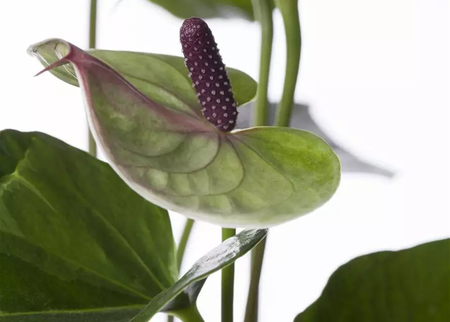 Anthurium x andreanum