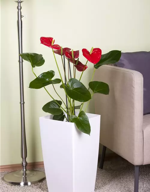 Anthurium x andreanum