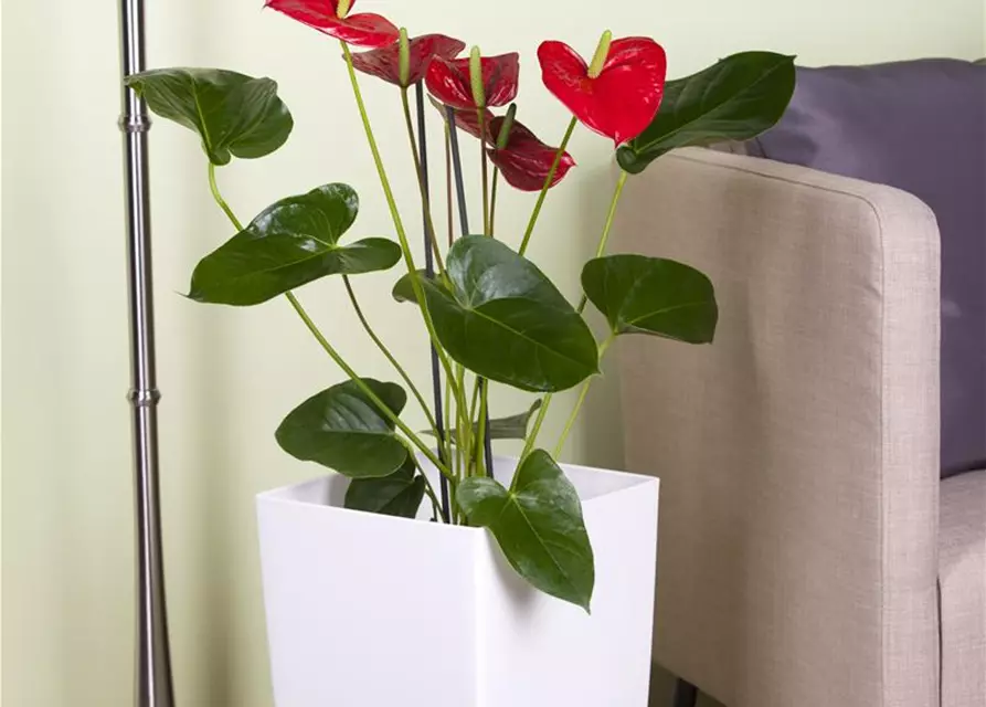 Anthurium x andreanum