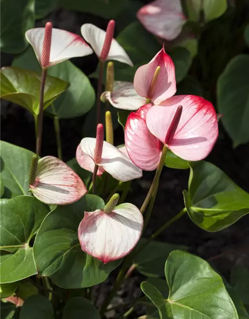 Anthurium x andreanum