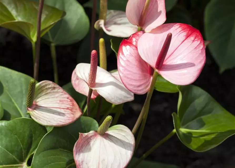 Anthurium x andreanum