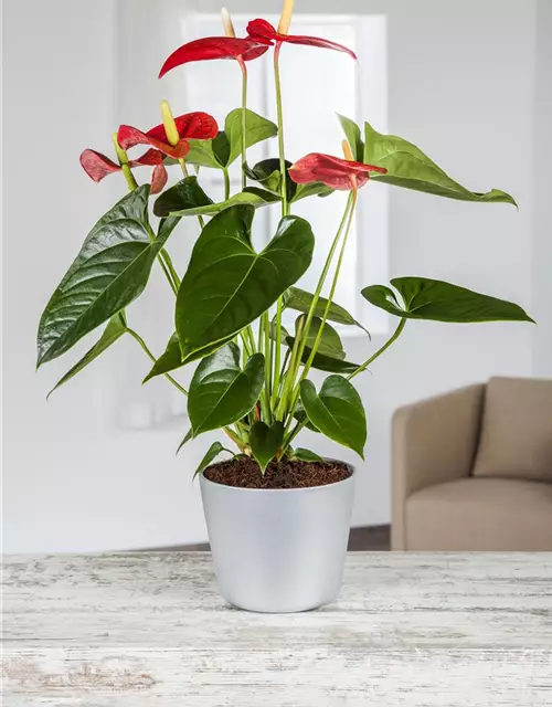 Anthurium x andreanum