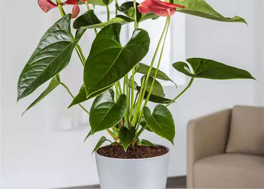 Anthurium x andreanum