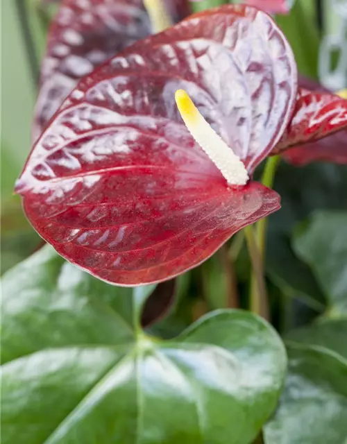 Anthurium x andreanum