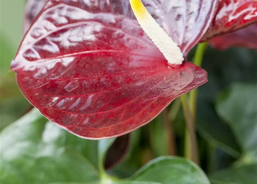 Anthurium x andreanum