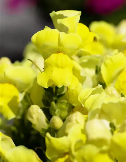 Antirrhinum majus, gelb