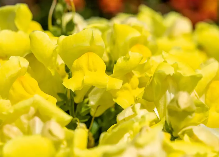 Antirrhinum majus, gelb