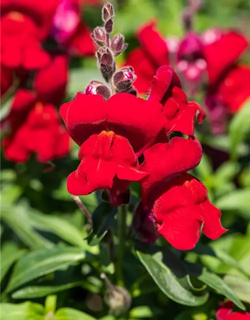 Antirrhinum majus, rot