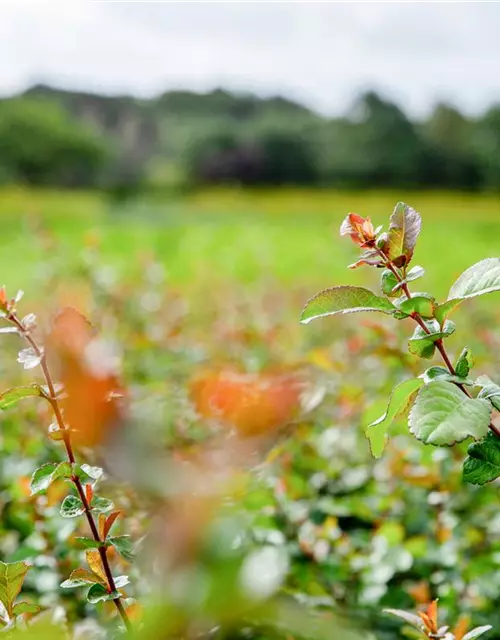 Chaenomeles japonica