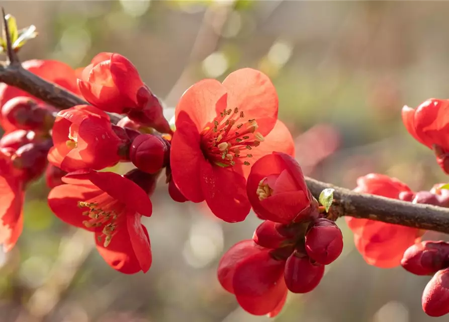 Chaenomeles japonica