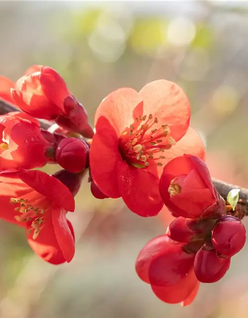 Chaenomeles japonica