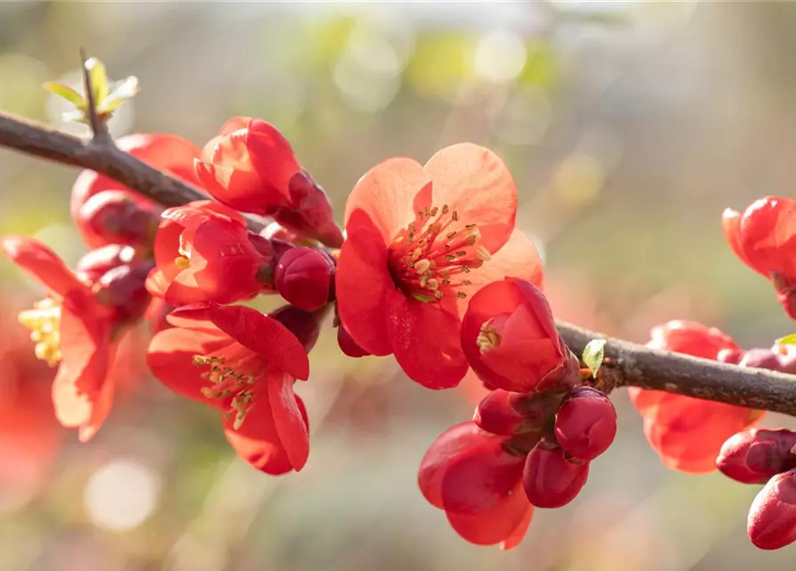 Chaenomeles japonica