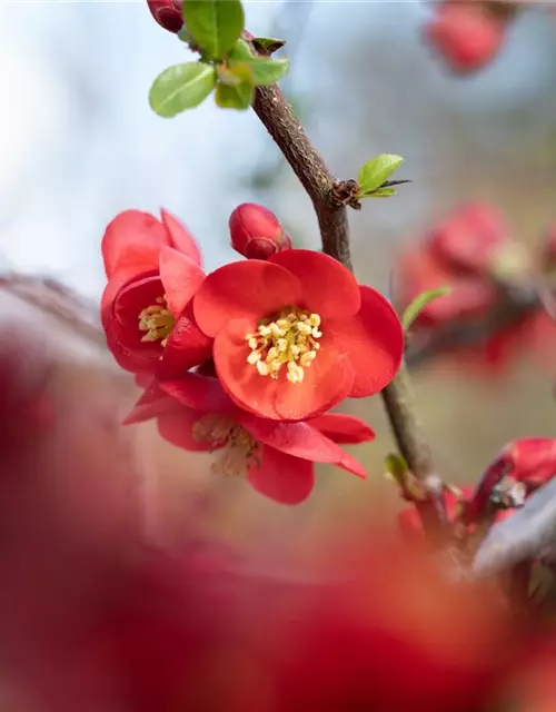 Chaenomeles japonica