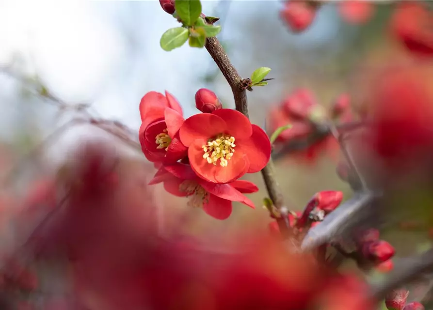 Chaenomeles japonica