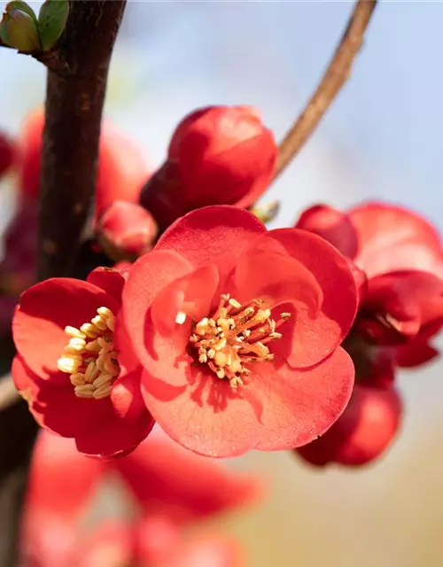 Chaenomeles japonica