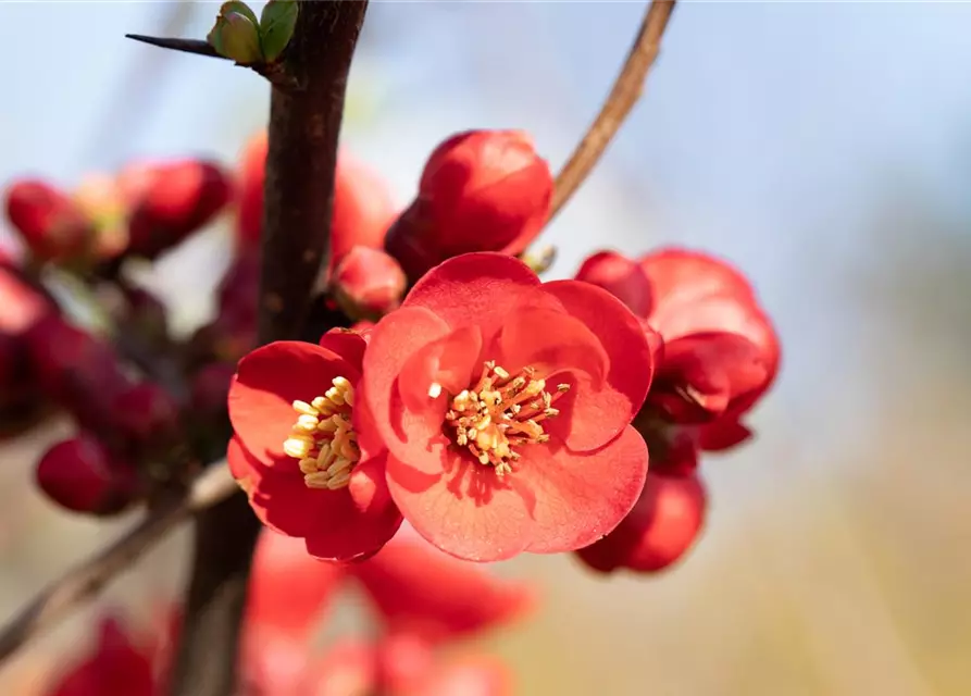 Chaenomeles japonica