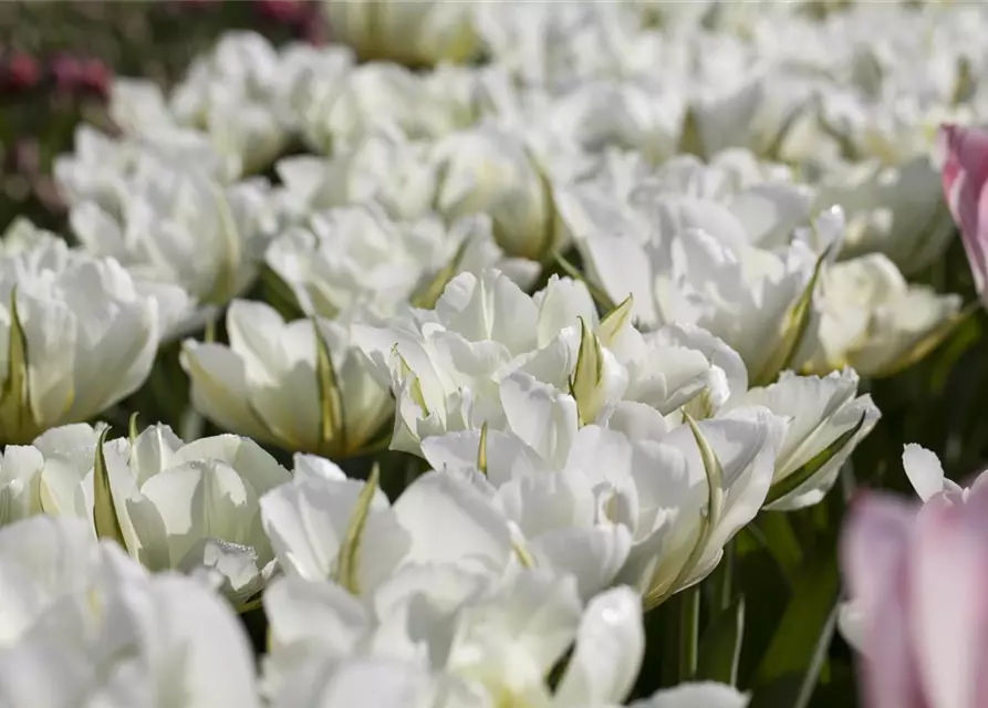 Tulpe 'Exotic Emperor'