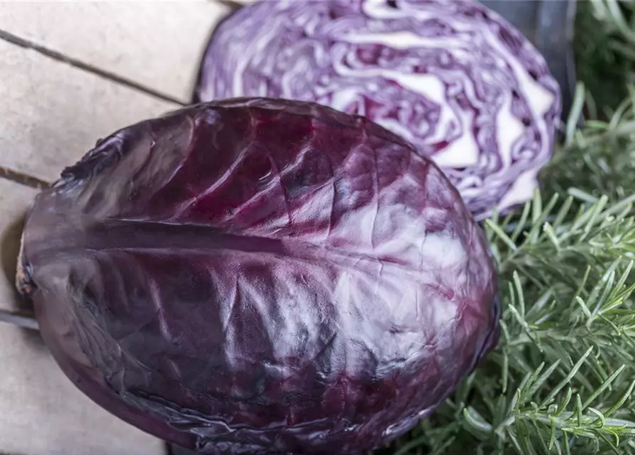 Brassica oleracea var. capitata f. rubra