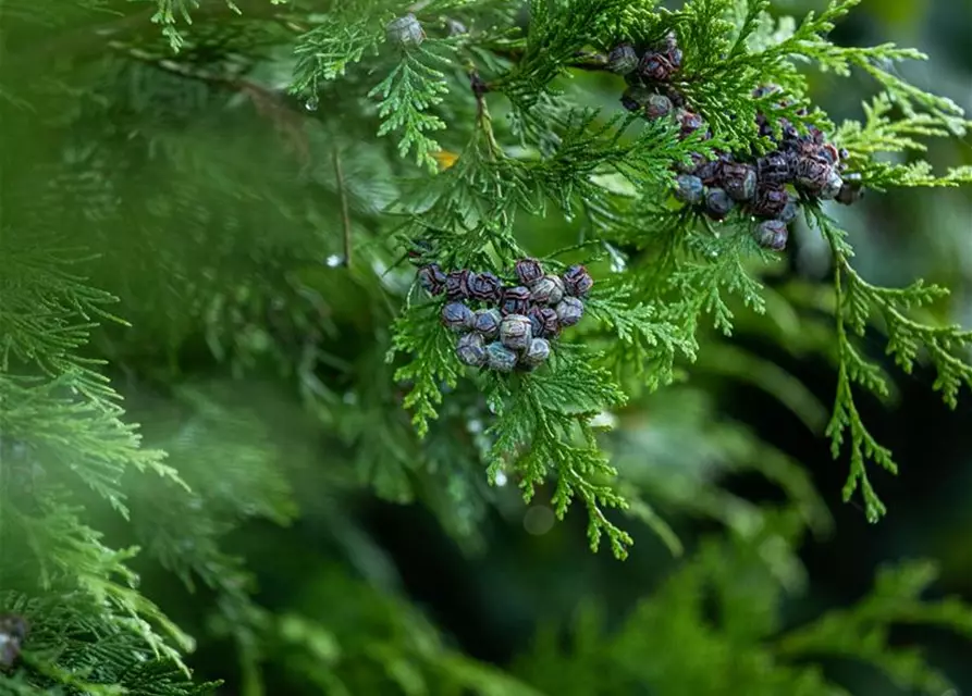 Chamaecyparis lawsoniana