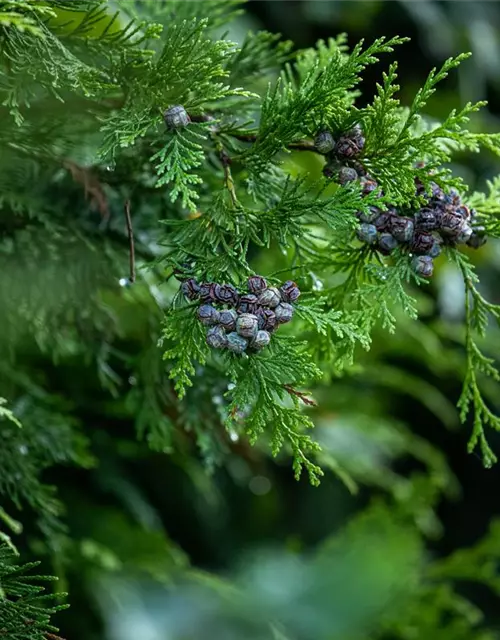 Chamaecyparis lawsoniana