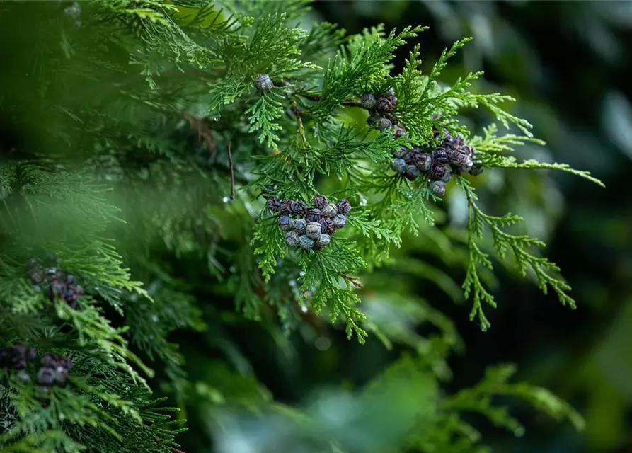 Chamaecyparis lawsoniana