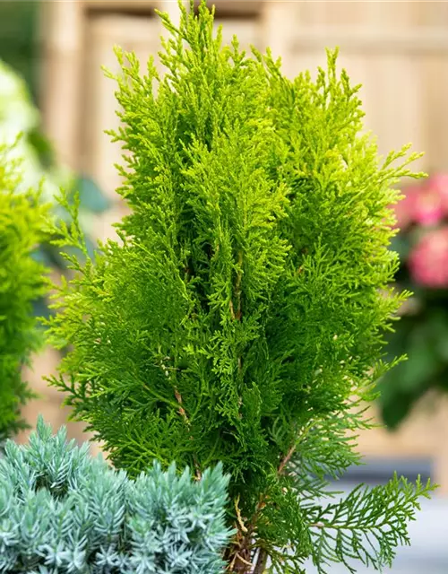 Chamaecyparis lawsoniana