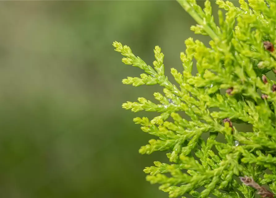 Chamaecyparis lawsoniana