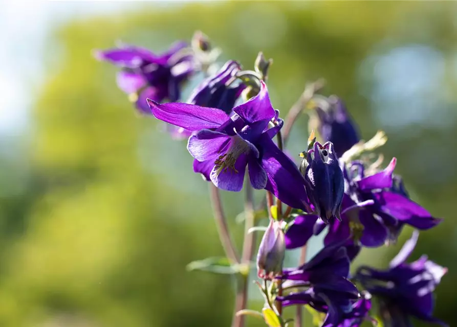 Aquilegia vulgaris