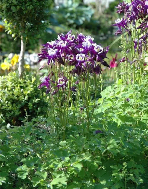 Aquilegia vulgaris