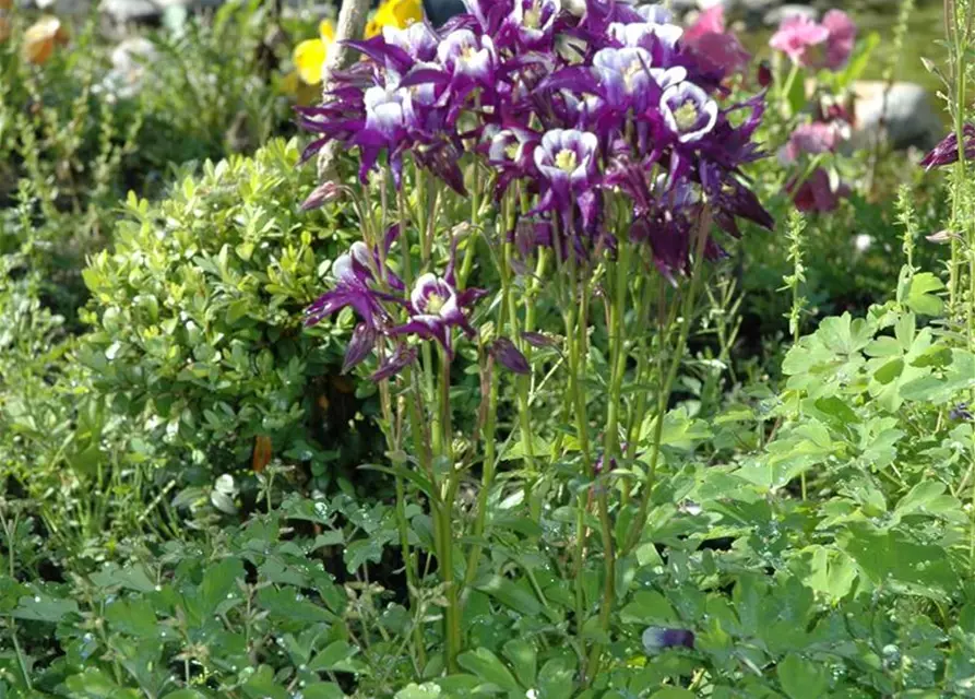 Aquilegia vulgaris