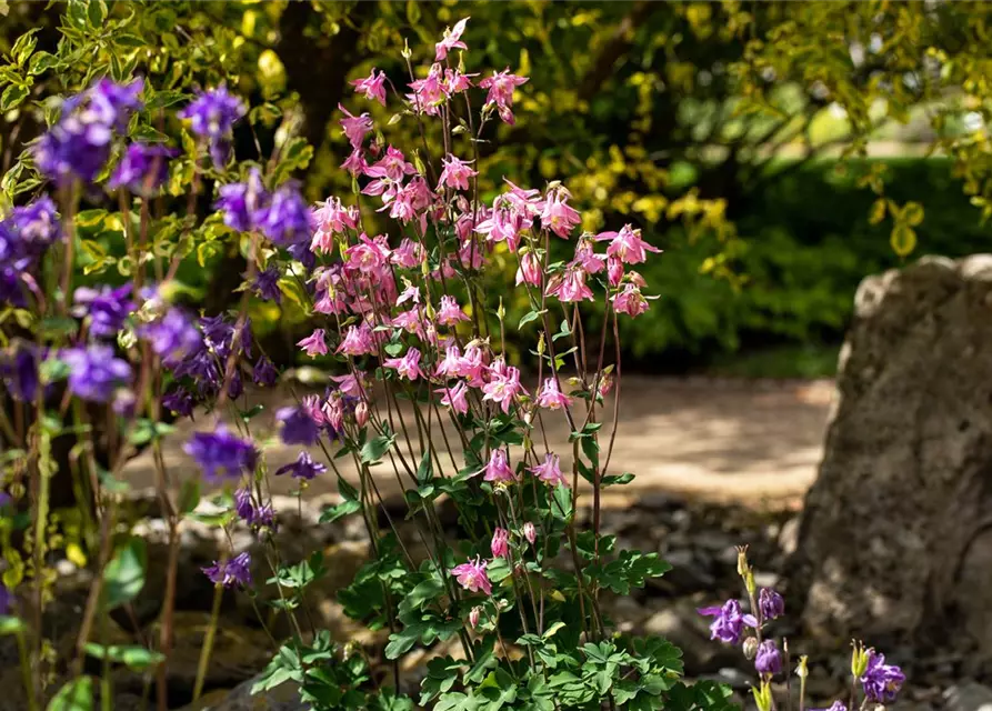 Aquilegia vulgaris