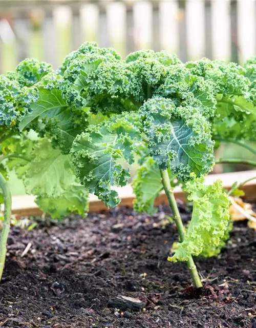 Brassica oleracea var. sabellica