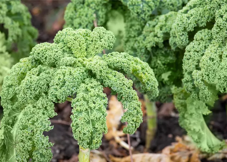 Brassica oleracea var. sabellica