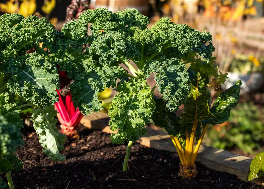 Brassica oleracea var. sabellica