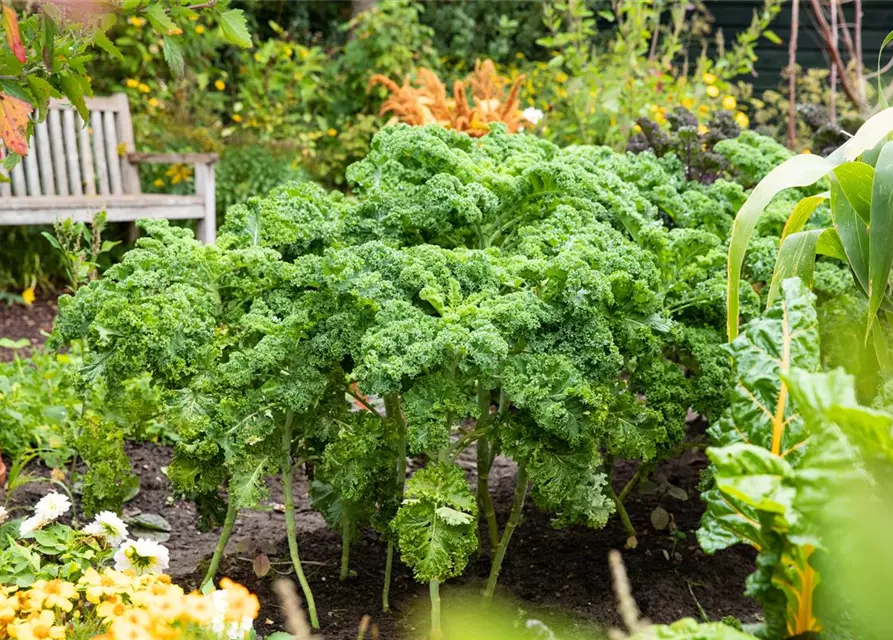 Brassica oleracea var. sabellica