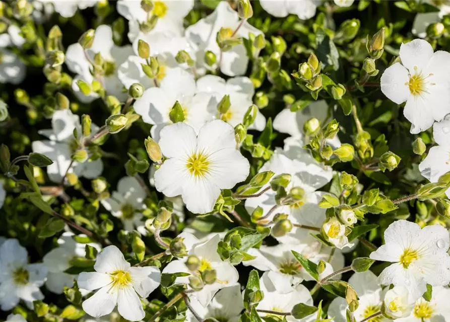 Arenaria montana