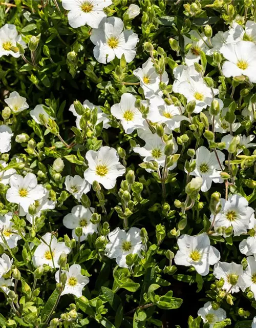 Arenaria montana