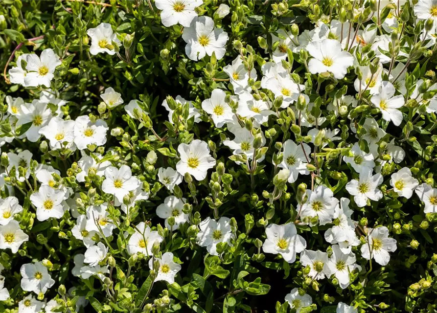 Arenaria montana