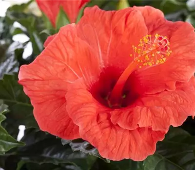 Hibiscus rosa-sinensis