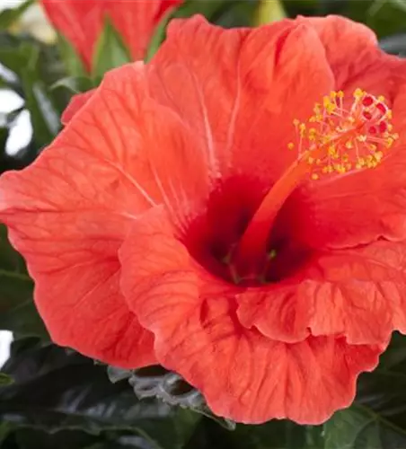 Hibiscus rosa-sinensis