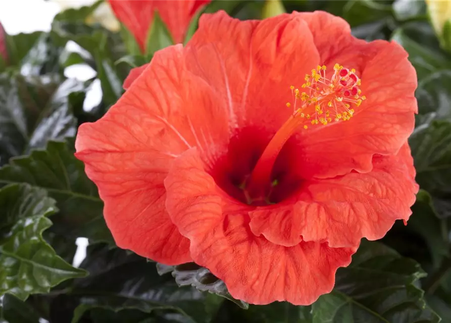 Hibiscus rosa-sinensis